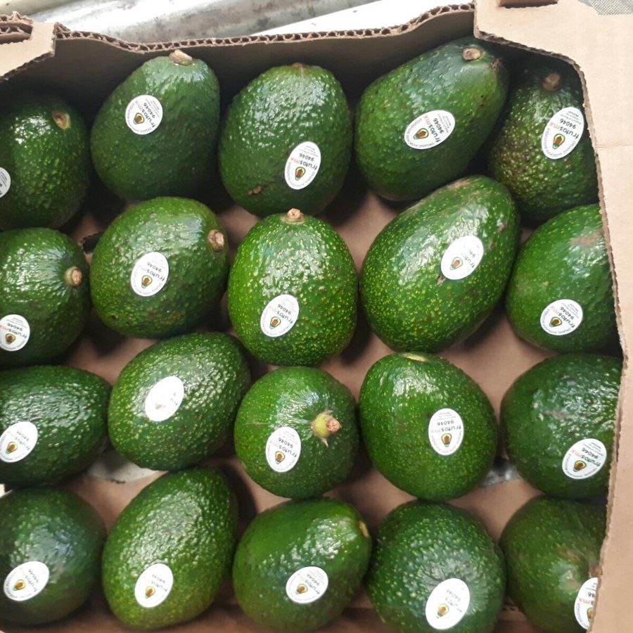 Aguacate Hass FrutosMx® listo para exportación