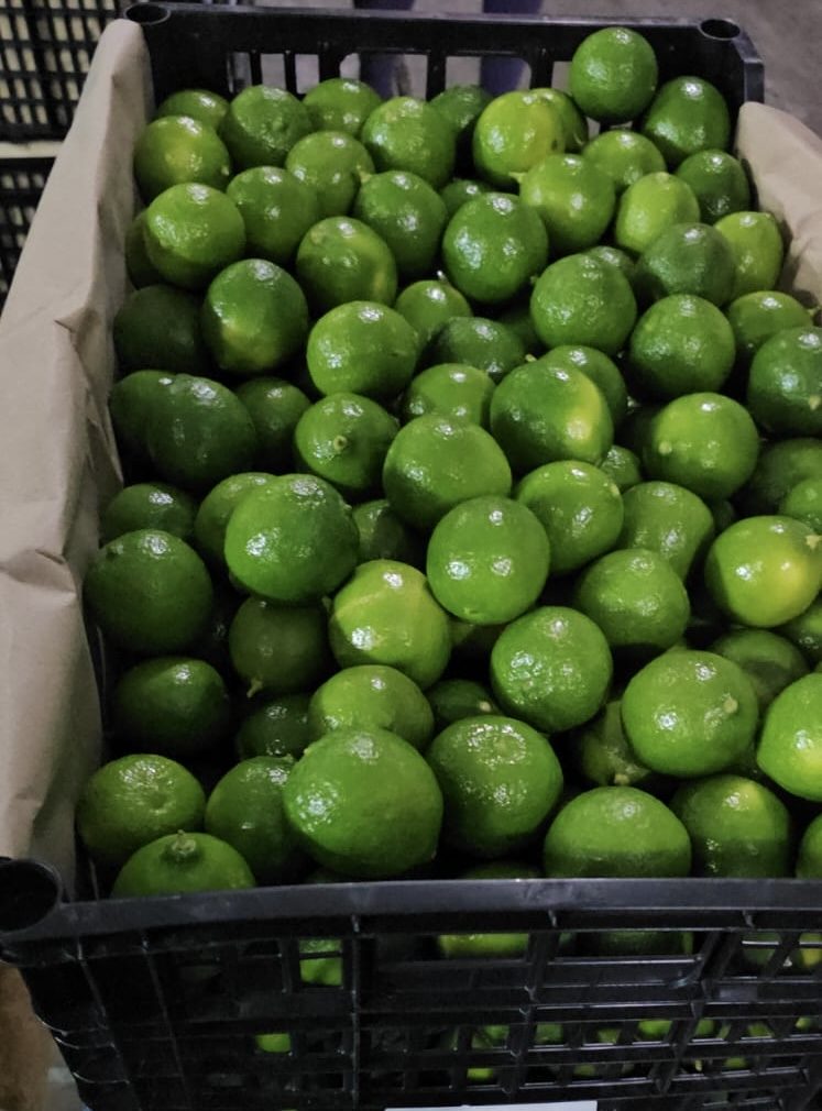 Limón persa FrutosMx®
