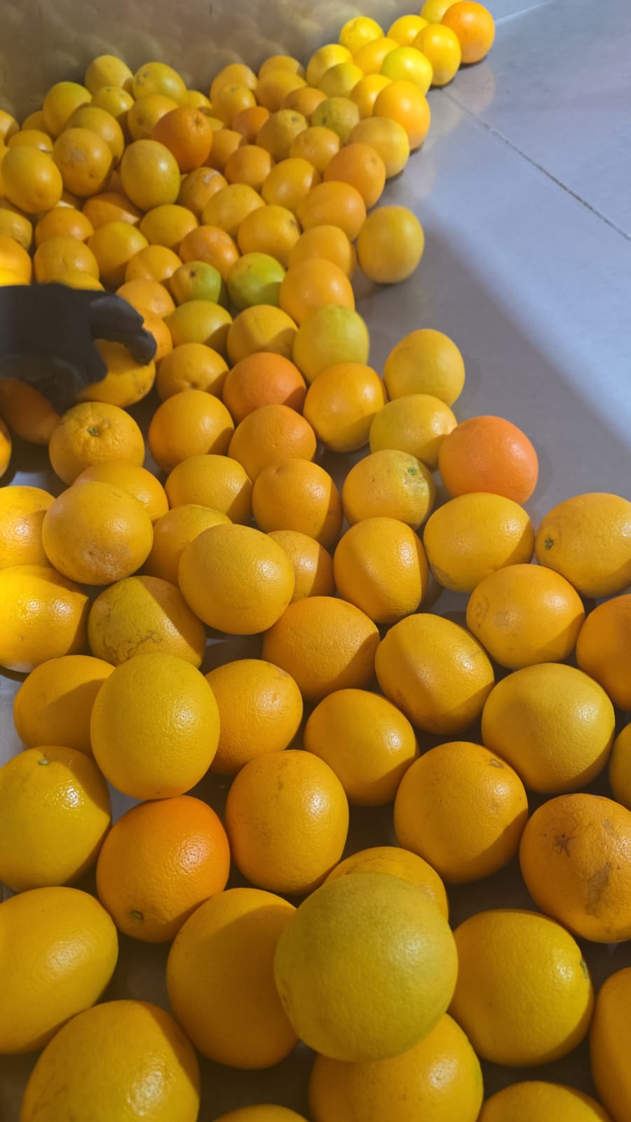 Naranja FrutosMx®