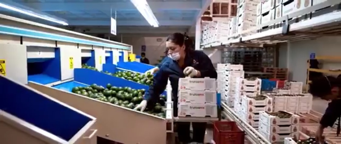 Equipo de FrutosMx® en planta de Uruapan