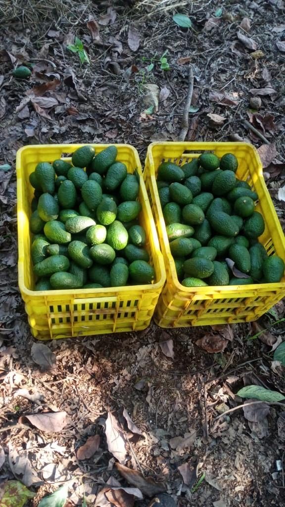 Cosecha en huerta